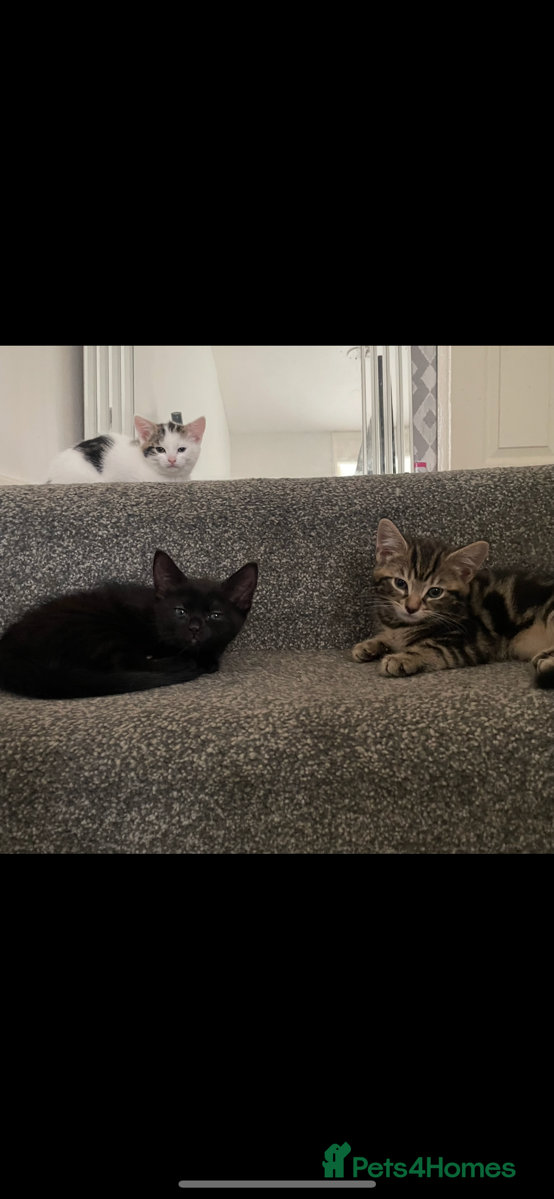 Mixed Breed cats for sale: 3 beautiful little kittens  - Image 2