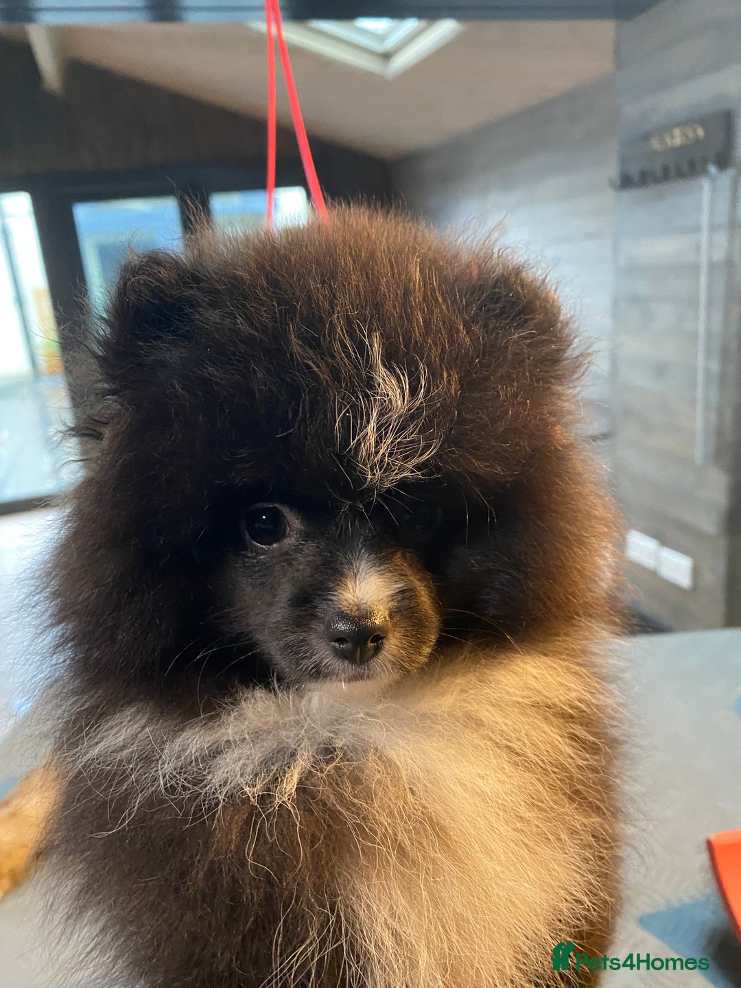Pomeranian dogs for sale: Super cute sassy poms - Advert 12