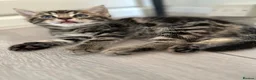 Domestic Shorthair cats for sale: Russian Blue × Bengal Mixed Kittens – 4 available - Advert 12
