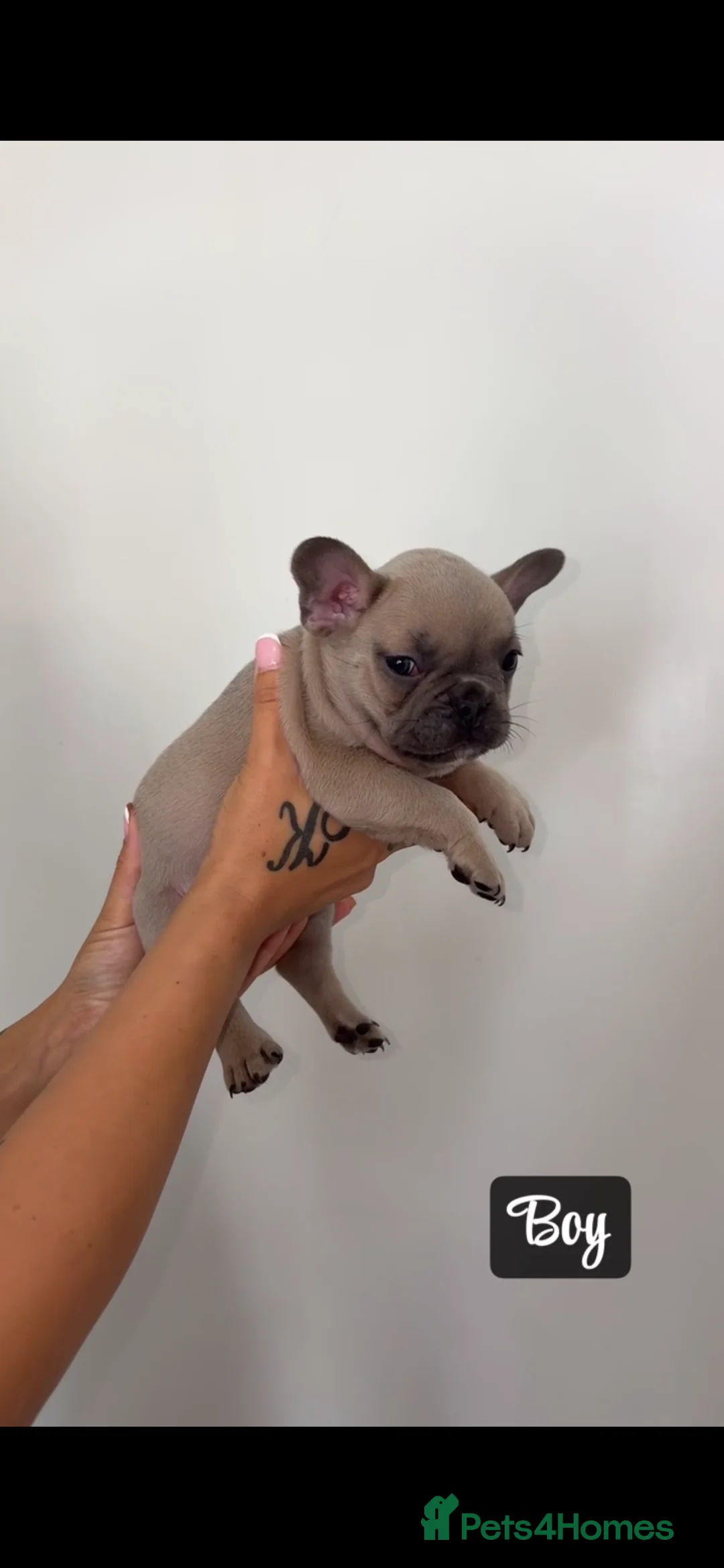 French Bulldog dogs for sale: French Bulldog Puppies - Advert 2