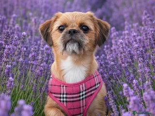 Mixed Breed dogs Shih Tzu mix Jack Russell - Advert 1