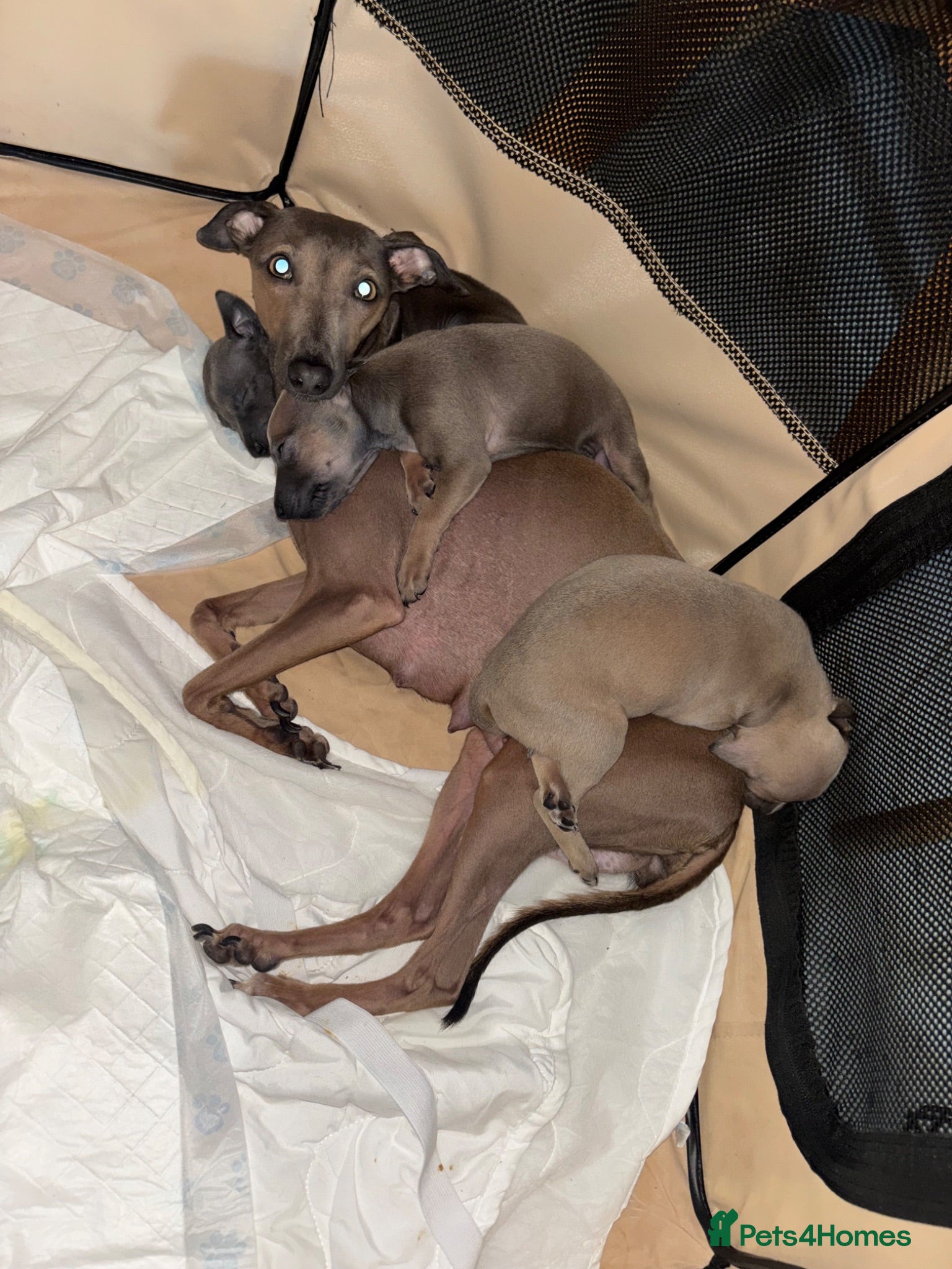 Italian Greyhound dogs Beautiful iggy pup  - Advert 7