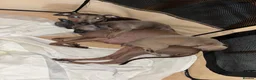 Italian Greyhound dogs for sale: Beautiful iggy pup  - Advert 1