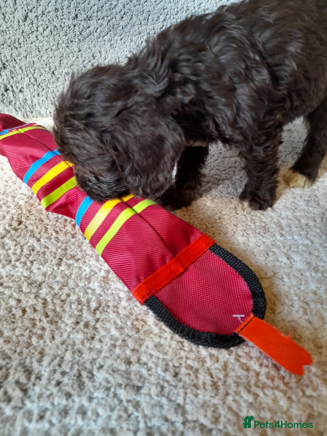 Sproodle dogs for sale: Gorgeous Sproodle Pups. - Image 9