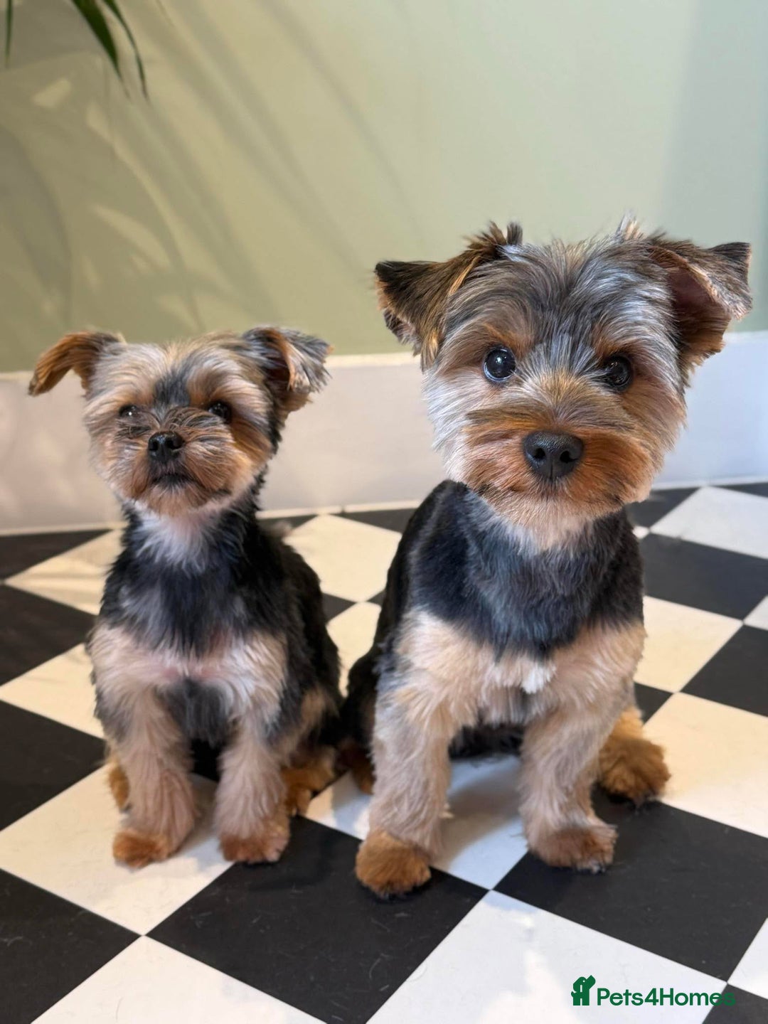 Yorkshire Terrier dogs for sale: Yorkie terrier  - Advert 9