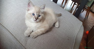 Ragdoll cats - Advert 12
