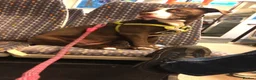 Mixed Breed dogs for sale: American bully x American bulldog For sale  - Advert 2