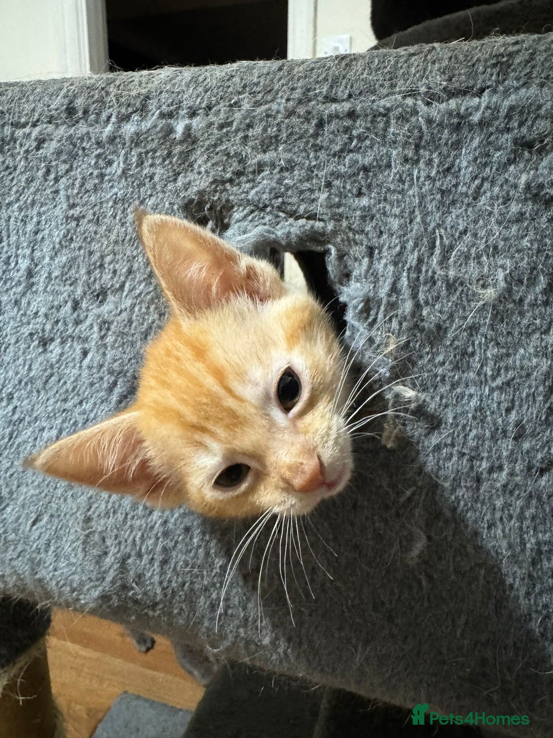 British Shorthair cats for sale: Gorgeous British Shorthair Babies full Flea & Worm - Image 5