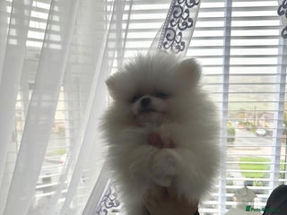 Pomeranian dogs - Advert 2