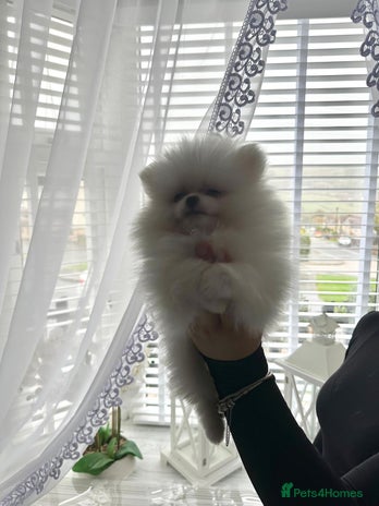 Pomeranian dogs - Advert 16
