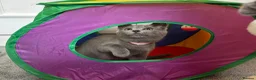 Russian Blue cats for sale: Russian Blue Kittens  - Advert 33
