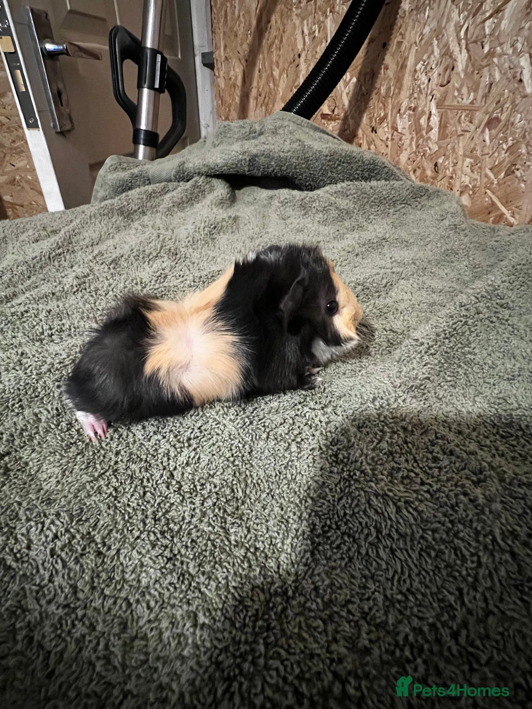 Guinea Pig rodents for sale: Baby guinea pigs  - Advert 20