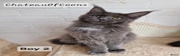 Maine Coon cats for sale: Stunning Black Smoke Registred Maine Coon Kittens - Advert 28