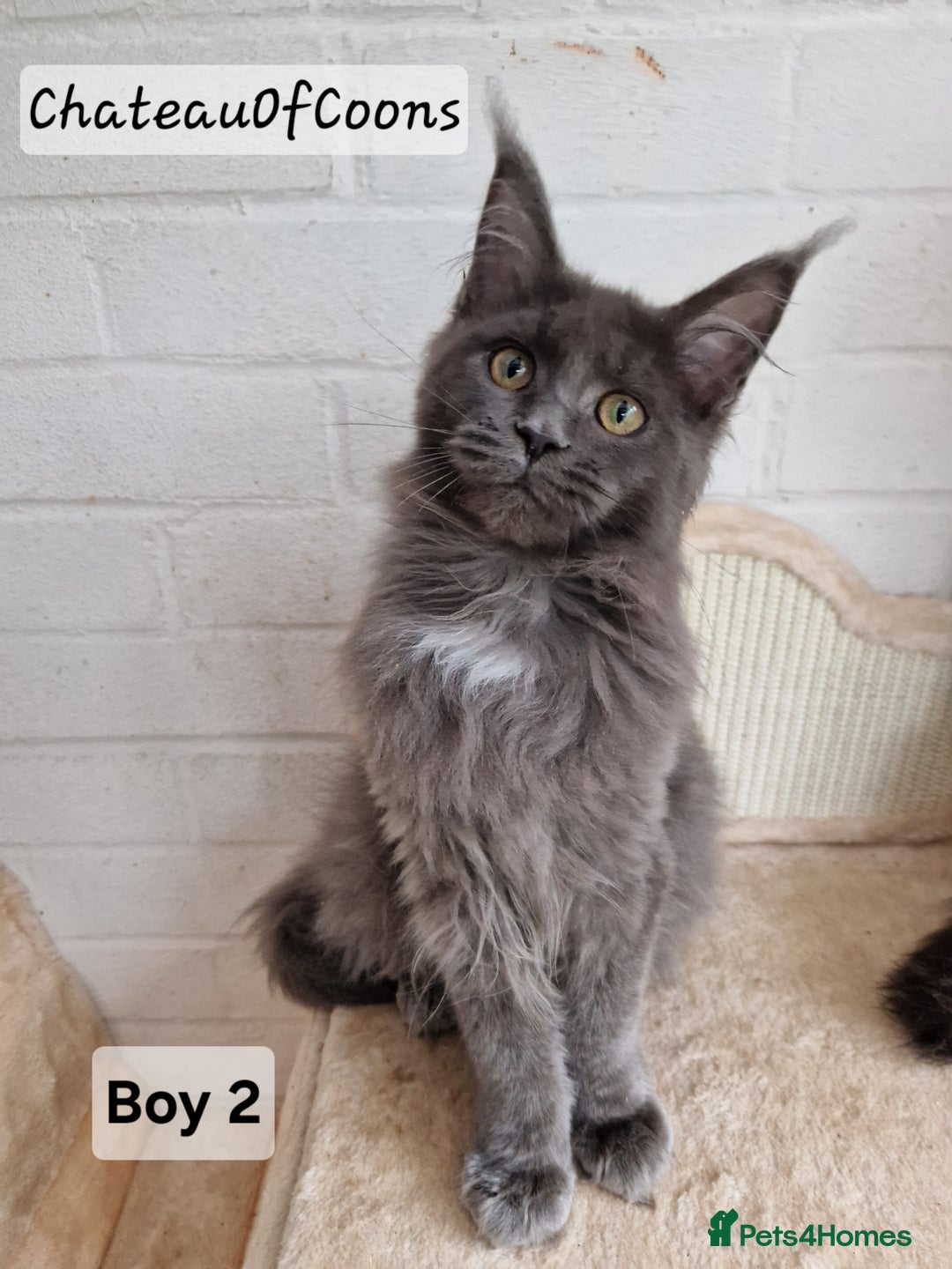 Maine Coon cats for sale: Stunning Black Smoke Registred Maine Coon Kittens - Advert 28
