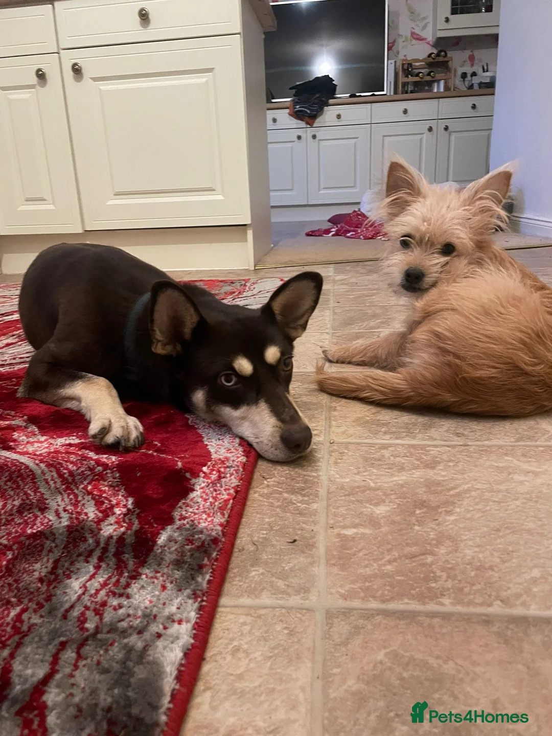 Mixed Breed dogs for adoption: ❤️Azara❤️: 3-year-old small-to-low-medium girl  - Advert 5