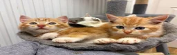 Mixed Breed cats for sale: Beautiful kittens for sale  in Bodorgan - Advert 12