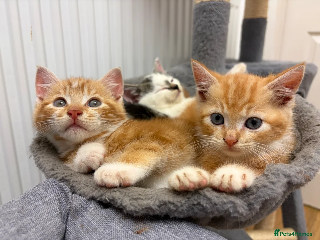 Mixed Breed cats for sale: Beautiful kittens for sale  in Bodorgan - Advert 12