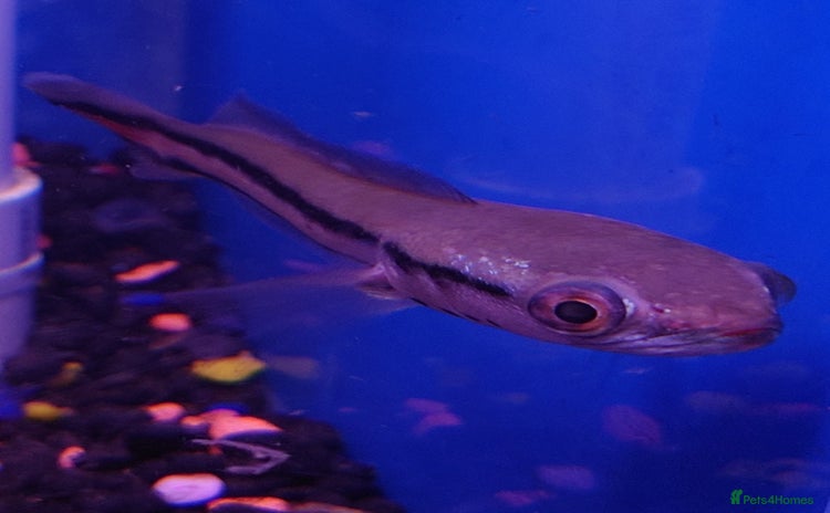 Other/Mixed Breed fish - Advert 1