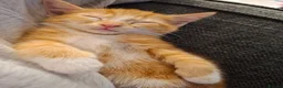 Mixed Breed cats for sale: Rare ginger female kitten - Advert 8