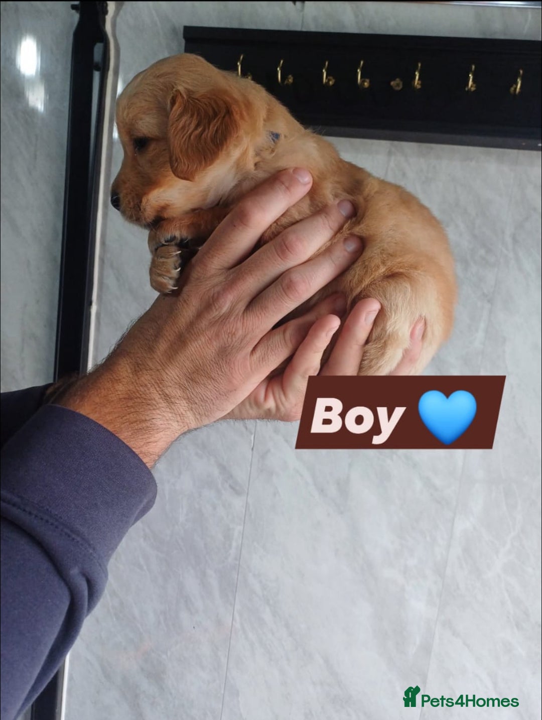 Labrador Retriever dogs for sale: READY TO LEAVE NOW KC registered golden retrievers - Advert 12