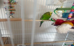 Budgerigars birds for sale: Very pretty 1 year old male with full set up  - Image 2