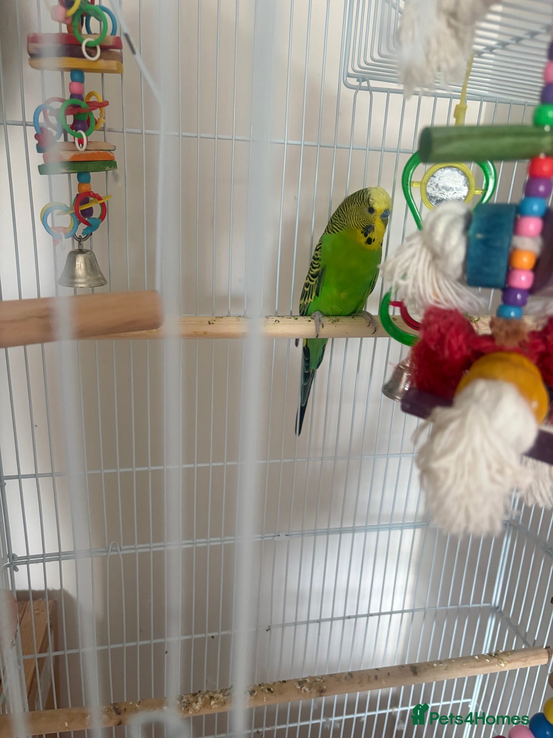 Budgerigars birds for sale: Very pretty 1 year old male with full set up  - Image 2