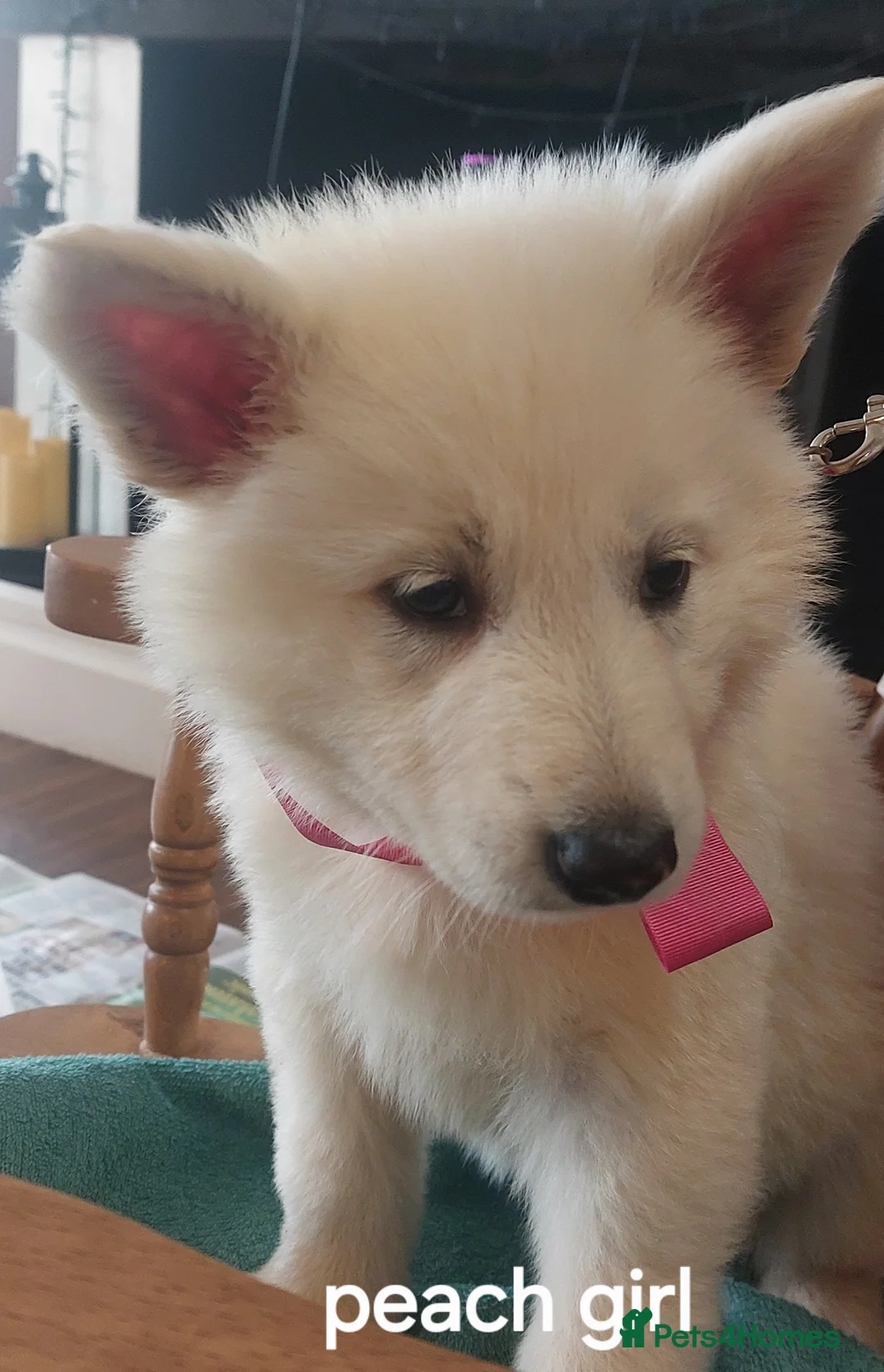 White Swiss Shepherd dogs for sale: Gorgeous white swiss shepherd puppies  - Advert 14