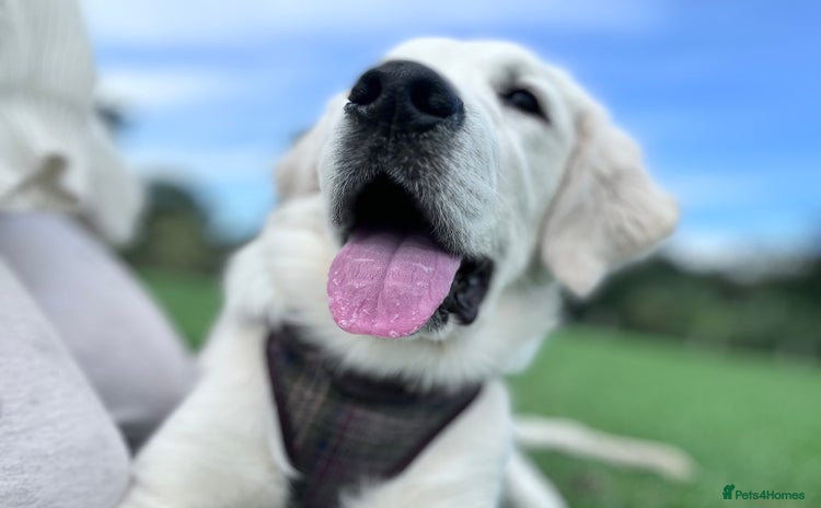 Golden Retriever dogs - Advert 1