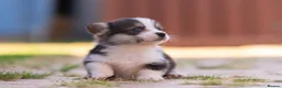 Welsh Corgi Pembroke dogs for sale: Show quality Pembrokeshire corgi READY NOW!!! - Advert 27