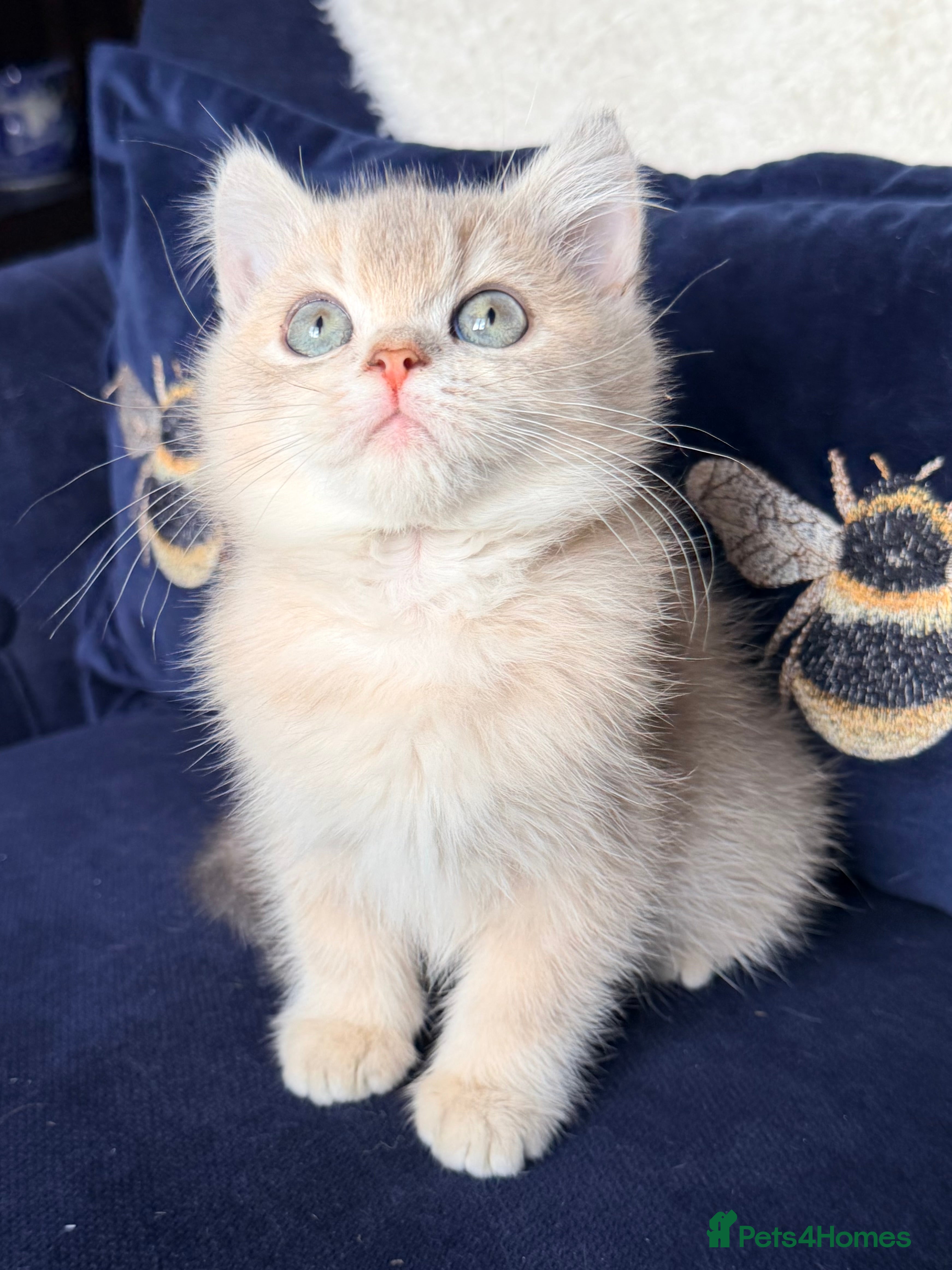 British Shorthair cats Lilac GCCF registered BSH kittens - Advert 2