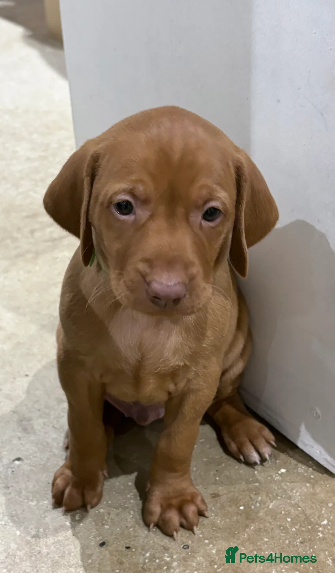 Hungarian Vizsla dogs for sale: Hookside Hungarian Viszla Puppies - Advert 4