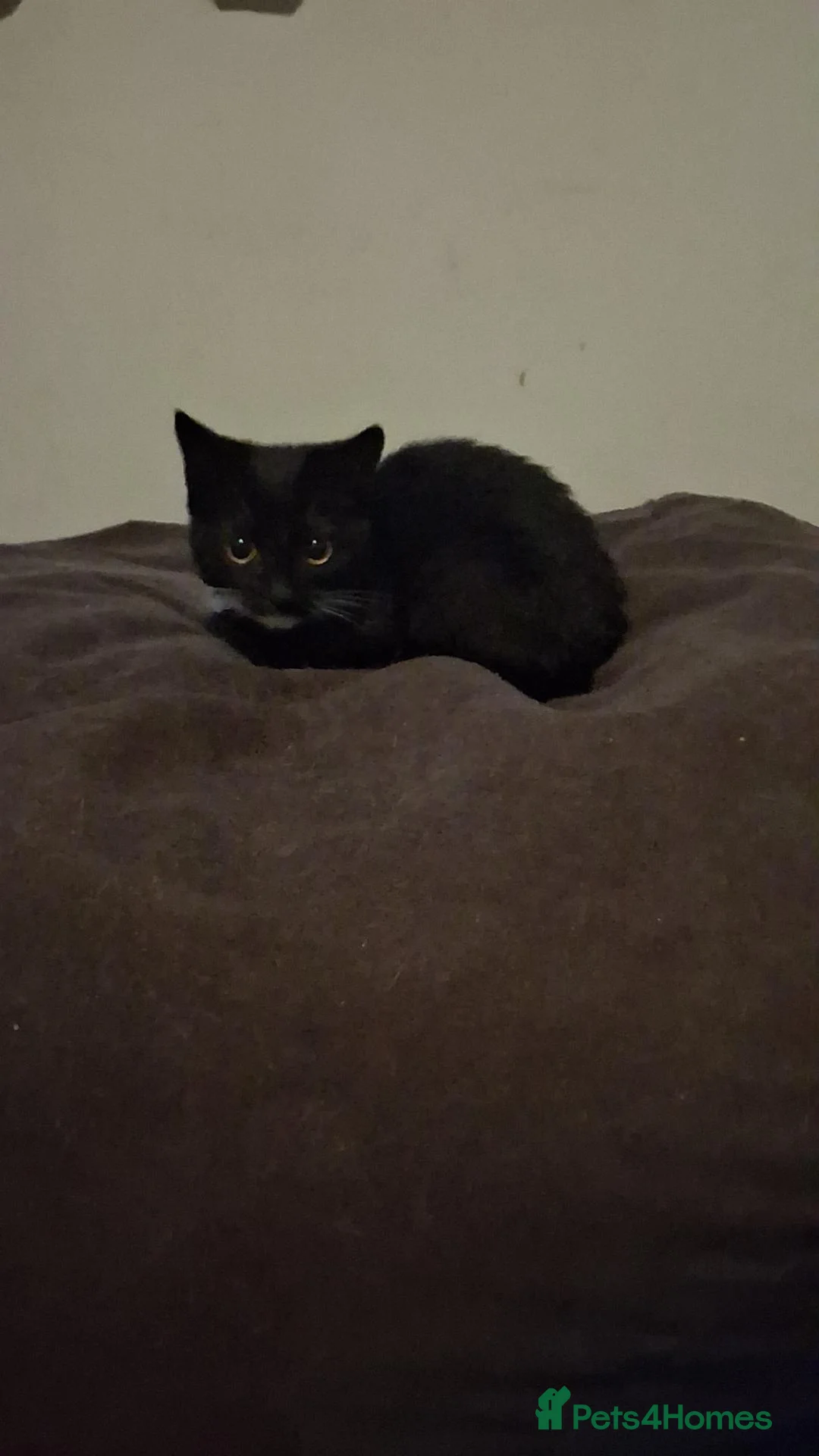 Oregon Rex cats for sale: Kitten in Milton Keynes - Advert 2