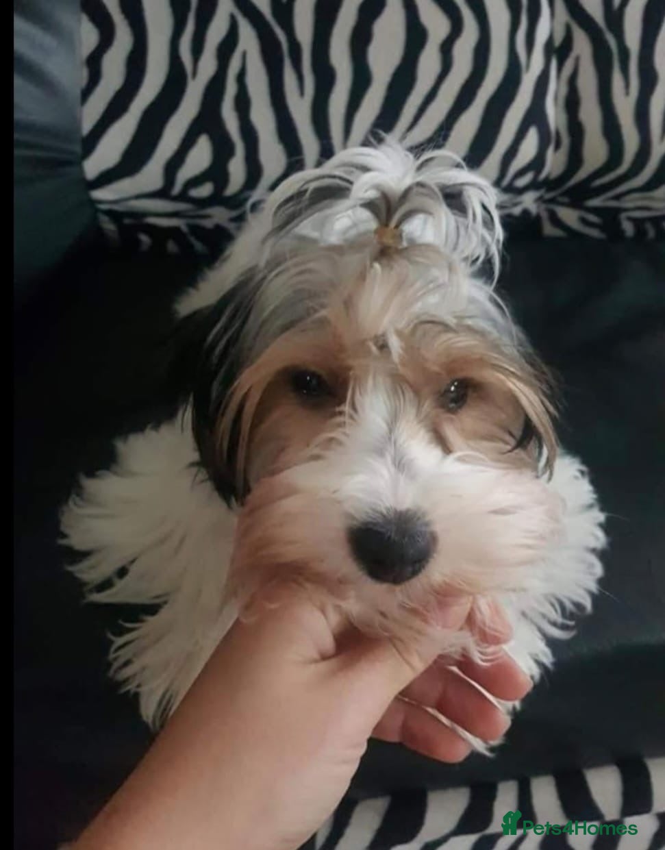 Yorkshire Terrier dogs Cute puppies  in Blackburn - Advert 1