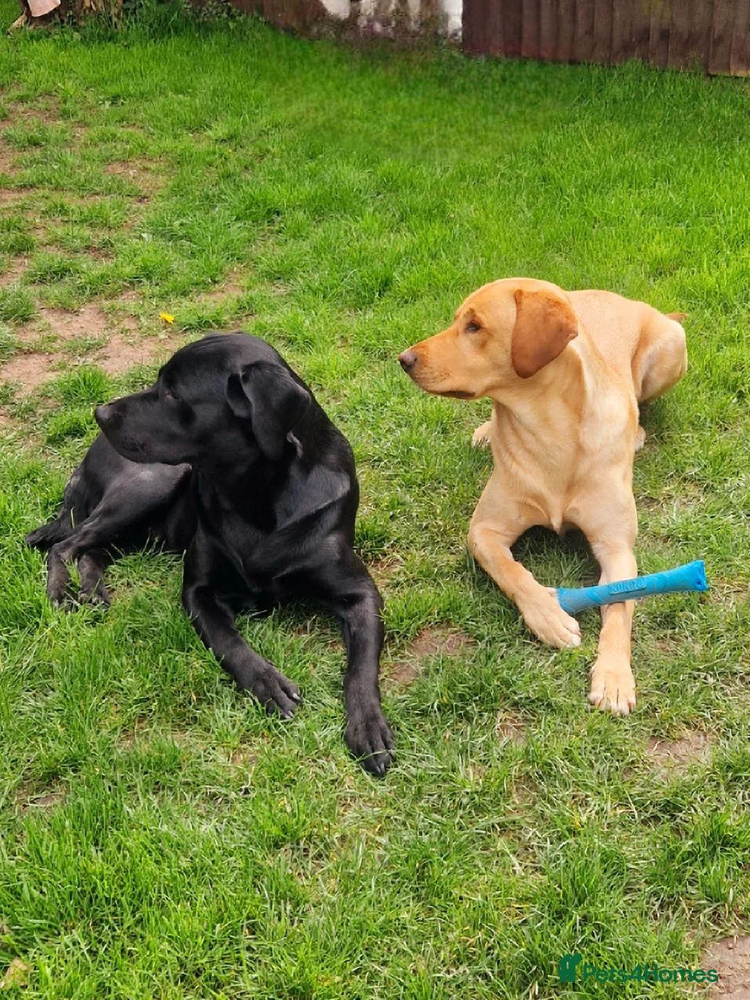 Labrador Retriever dogs for stud: Labrador Ret. 100%-success PROVEN KC/Health tested in Brecon - Advert 38