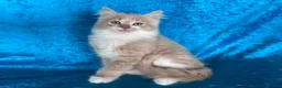 Norwegian Forest Cat cats for sale: Norwegian Forest boys - Advert 12