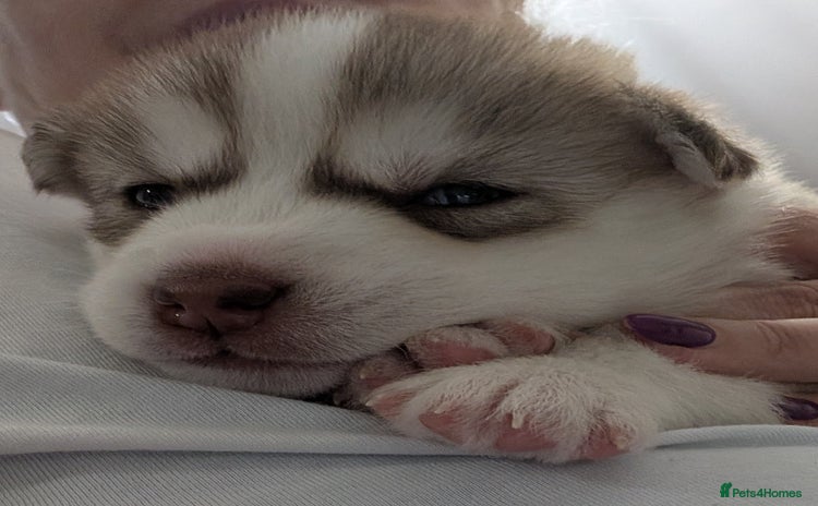 Siberian Husky dogs - Advert 3