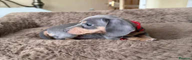 Miniature Dachshund Puppy 4