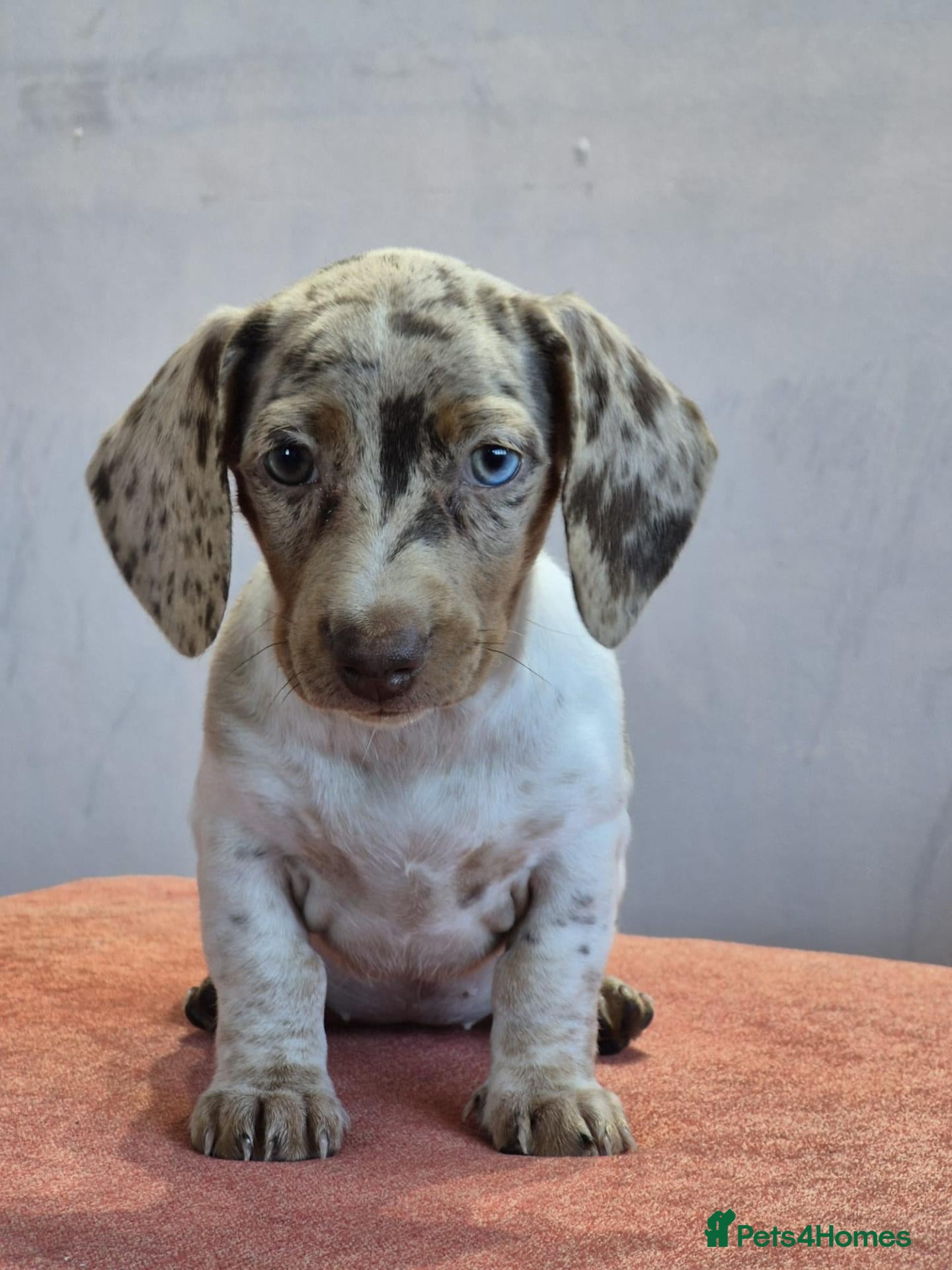 Dachshund dogs Gorgeous puppies - Advert 14