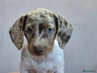Dachshund dogs Gorgeous puppies - Advert 1
