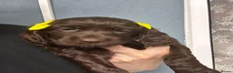 Cocker Spaniel dogs for sale: Choc cockers spaniel in Woking - Advert 33