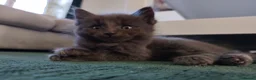 Mixed Breed cats for sale: Ragdoll cross  - Advert 5