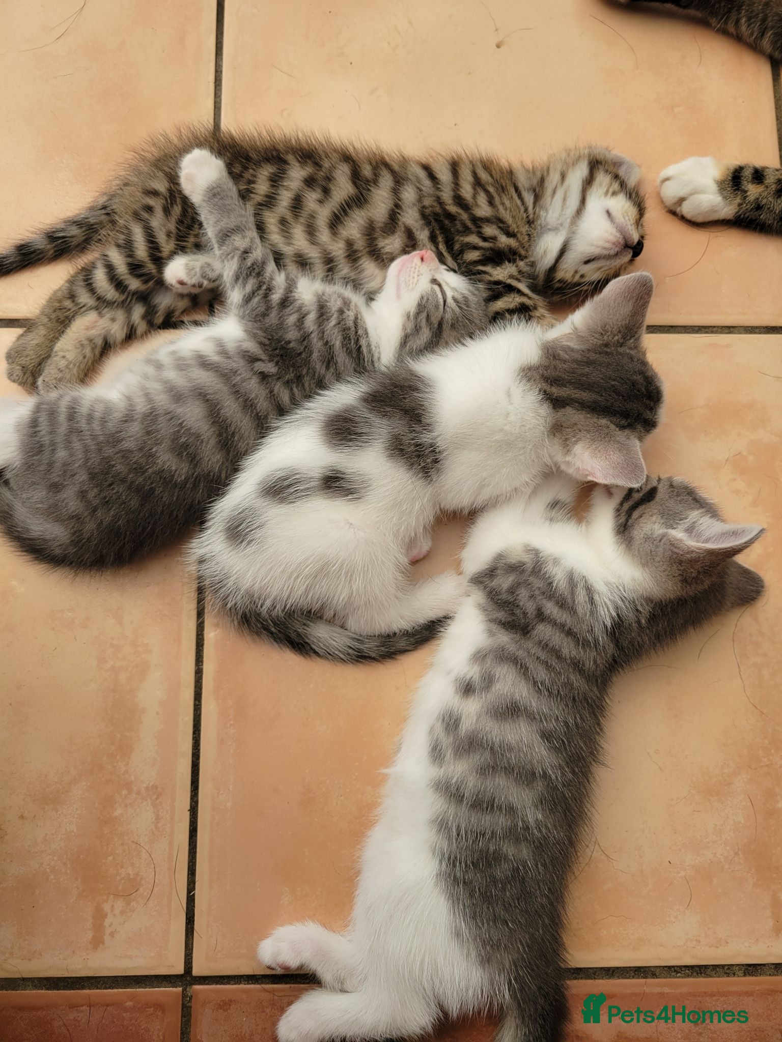 Mixed Breed cats Beautiful boy kittens - Advert 4