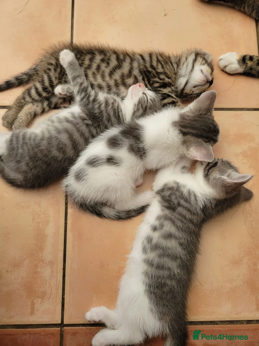 Mixed Breed cats for sale: Beautiful boy kittens - Advert 1
