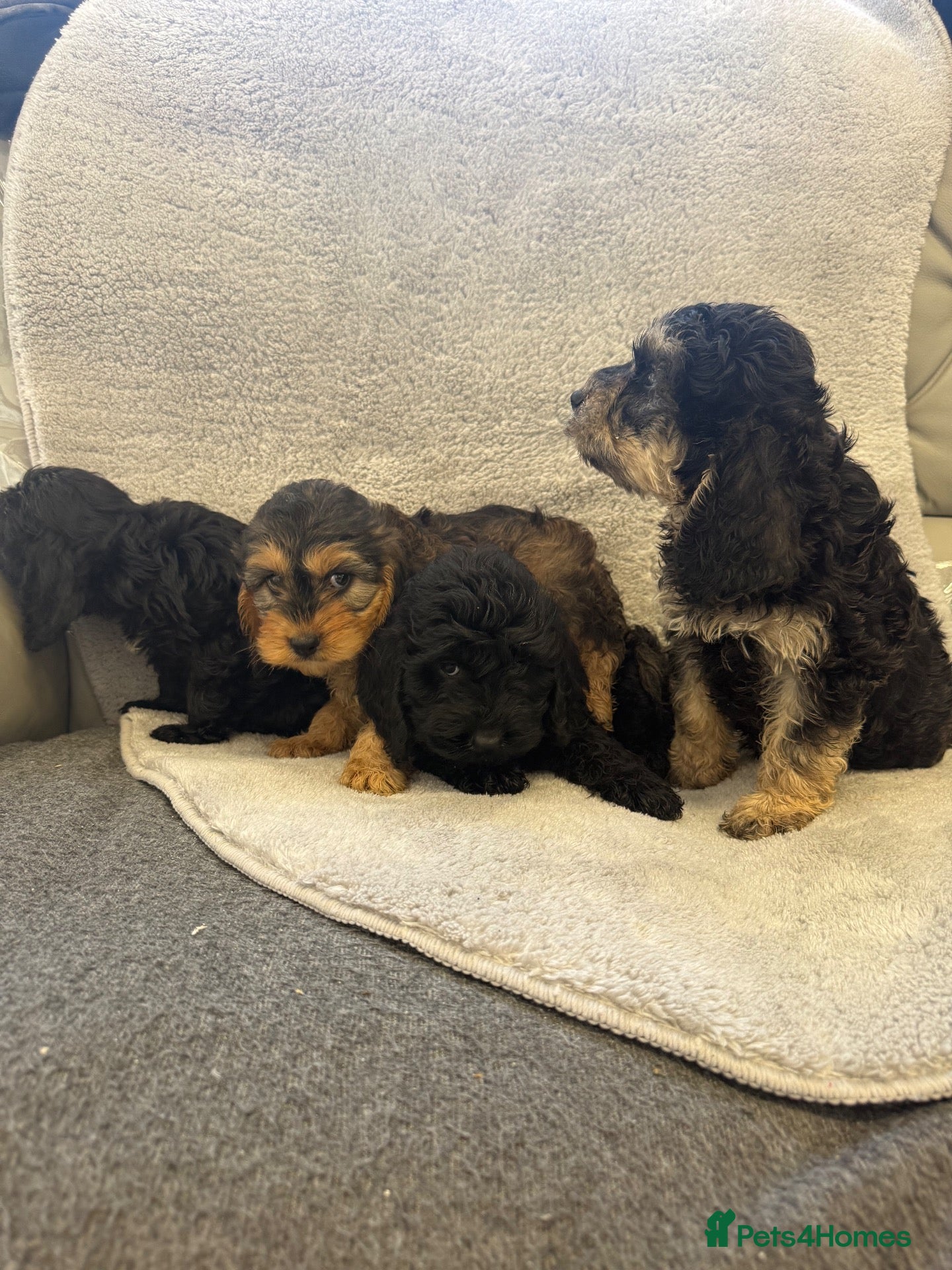 Cockapoo dogs Cockerpoo puppies - Advert 2