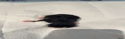 Mixed Breed cats for sale: Kittens  - Advert 7