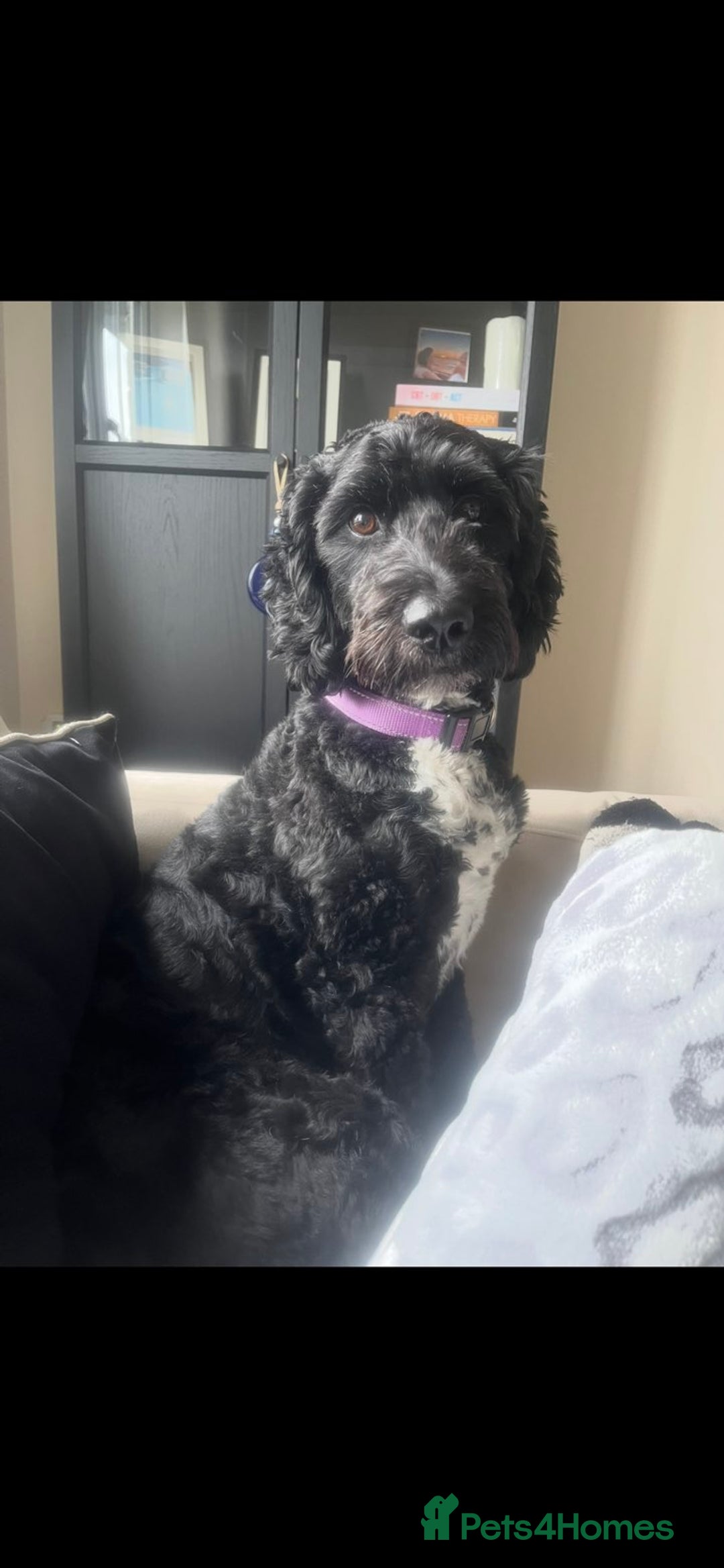 Cockapoo dogs for sale: F1 Cockapoo Puppies – 6 Newborn Pups - Advert 3