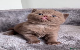 British Shorthair cats for sale: New litter! Champion lines BSH kittens - Image 6