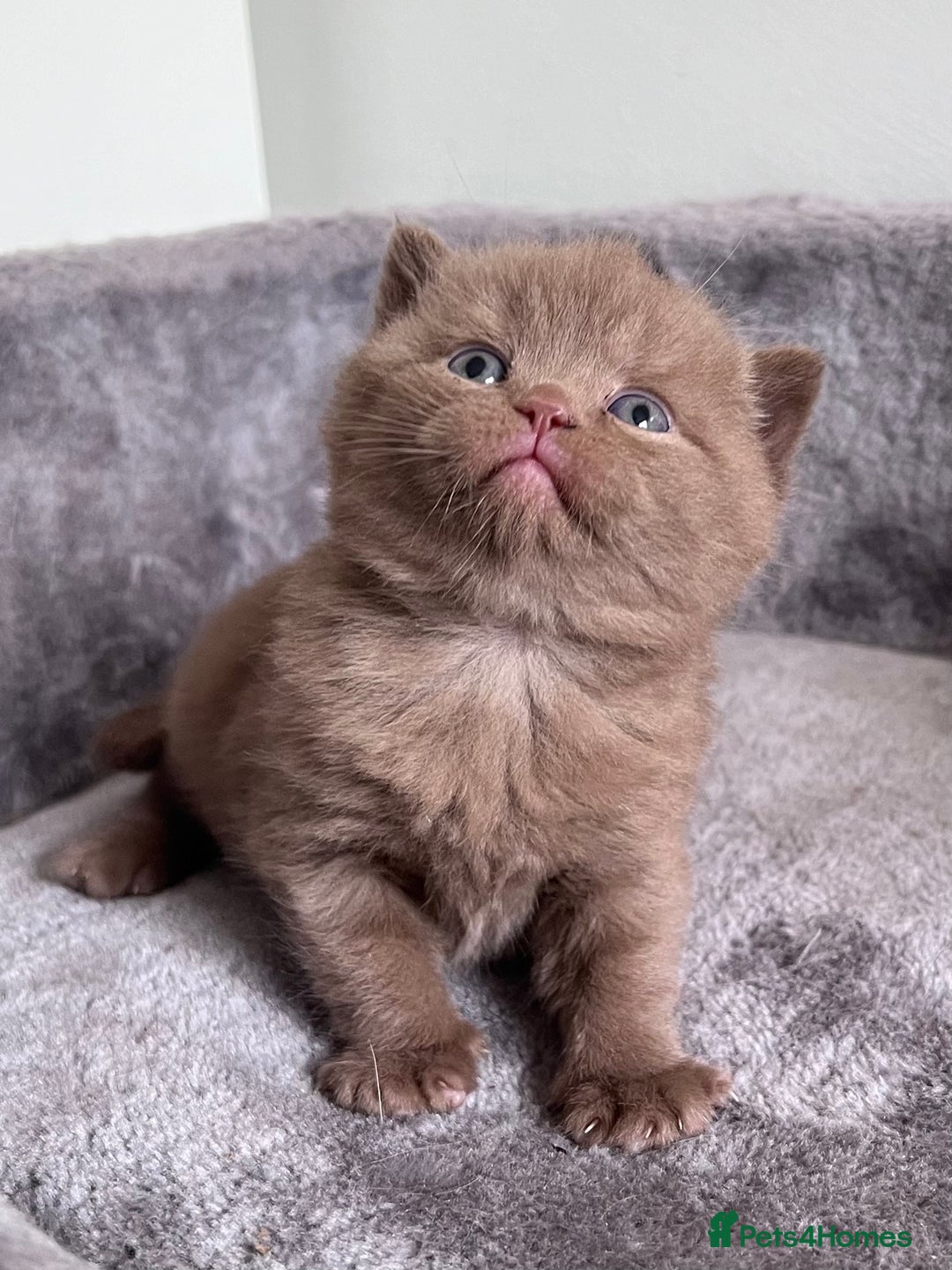 British Shorthair cats for sale: New litter! Champion lines BSH kittens - Image 6