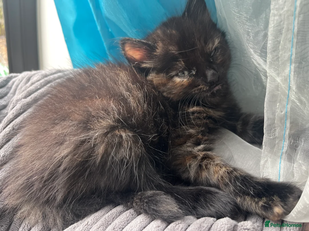 British Longhair cats for sale: Lovely Kittens  - Advert 2