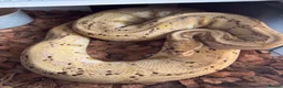 Python Snake reptiles for sale: Snake rack with ball pythons  in Gillingham - Advert 6